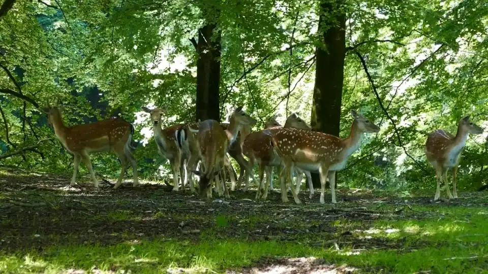 screen capture of the grounding meditation background video