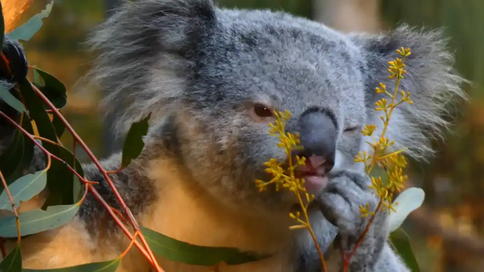 screen capture of the kindness to self background video