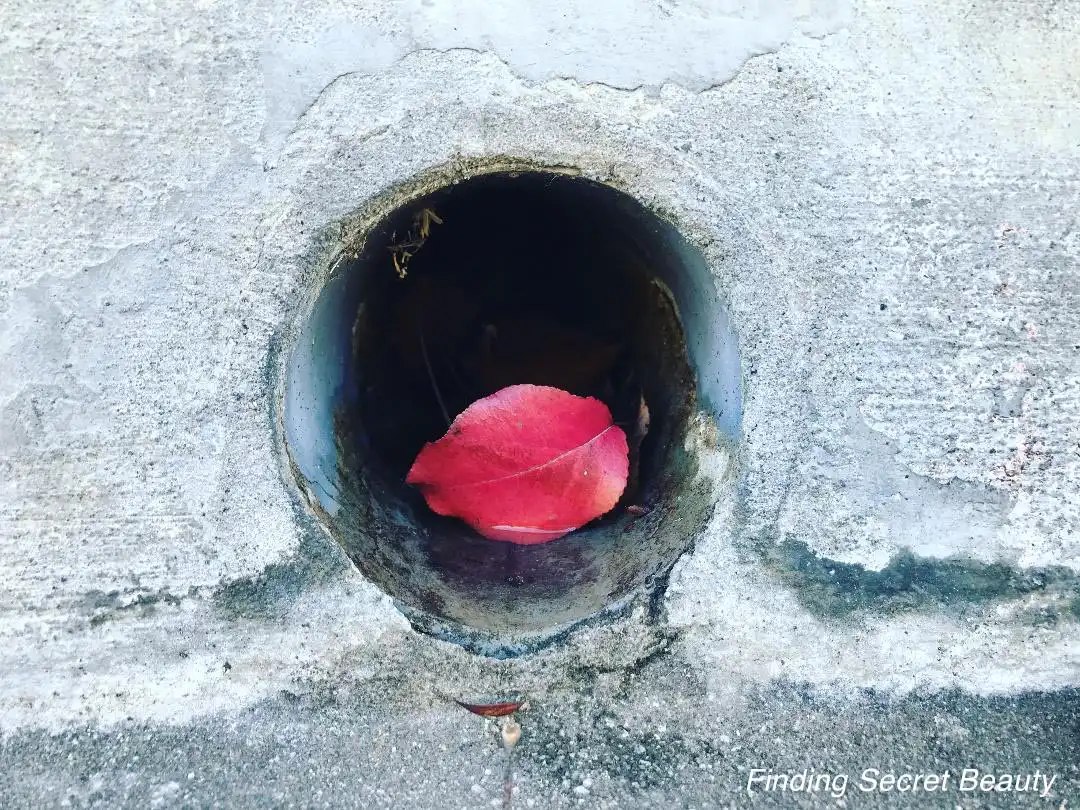 A drainage pipe set in a wall with a leaf sitting at its mouth inscibed with 'Finding secret beauty'