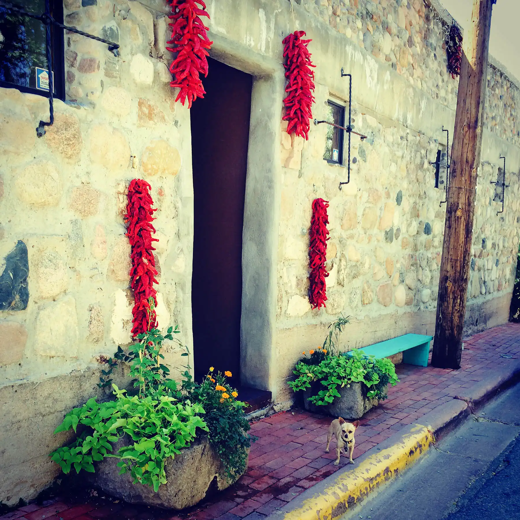 Aged wall strewn with plants along a sidewalk