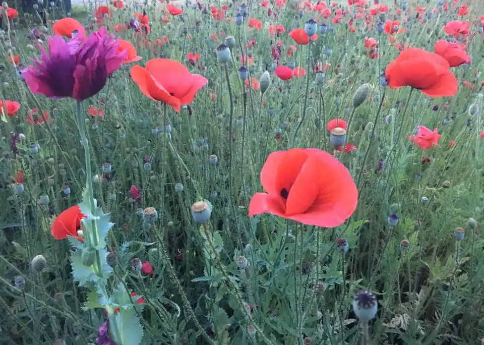 Wild poppies growing in an open field