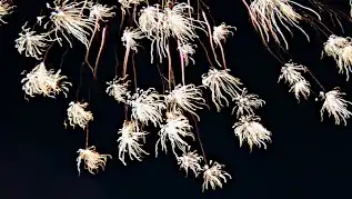 Thumbnail of night time fireworks.