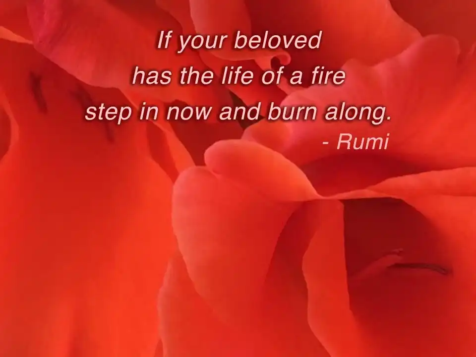 Red roses image incscribed with the poem by Rumi: 'If your beloved, has the live of fire, step in now and burn along.'