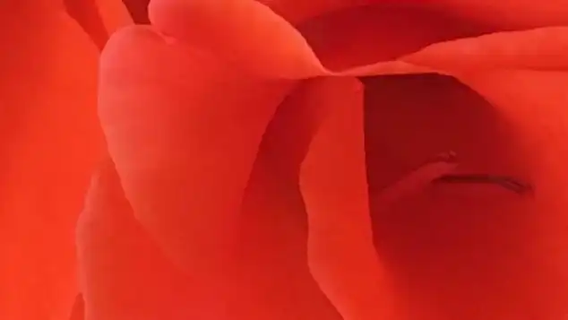 Thumbnail of red roses.