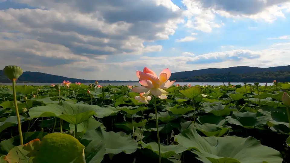 screen capture of the background video