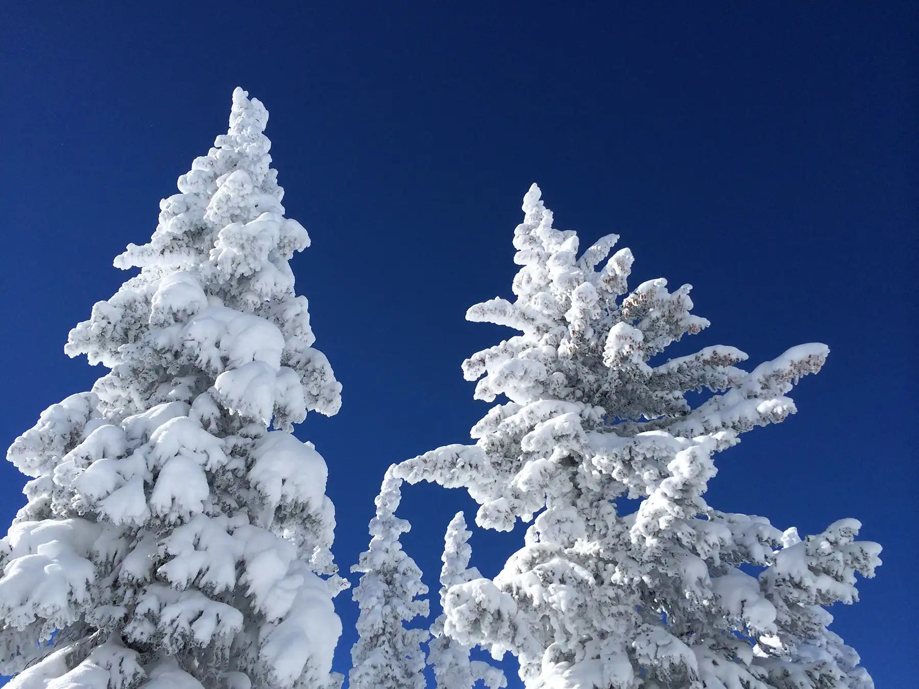 Photo of snow-blanketed, evergreen trees against a clear blue sky