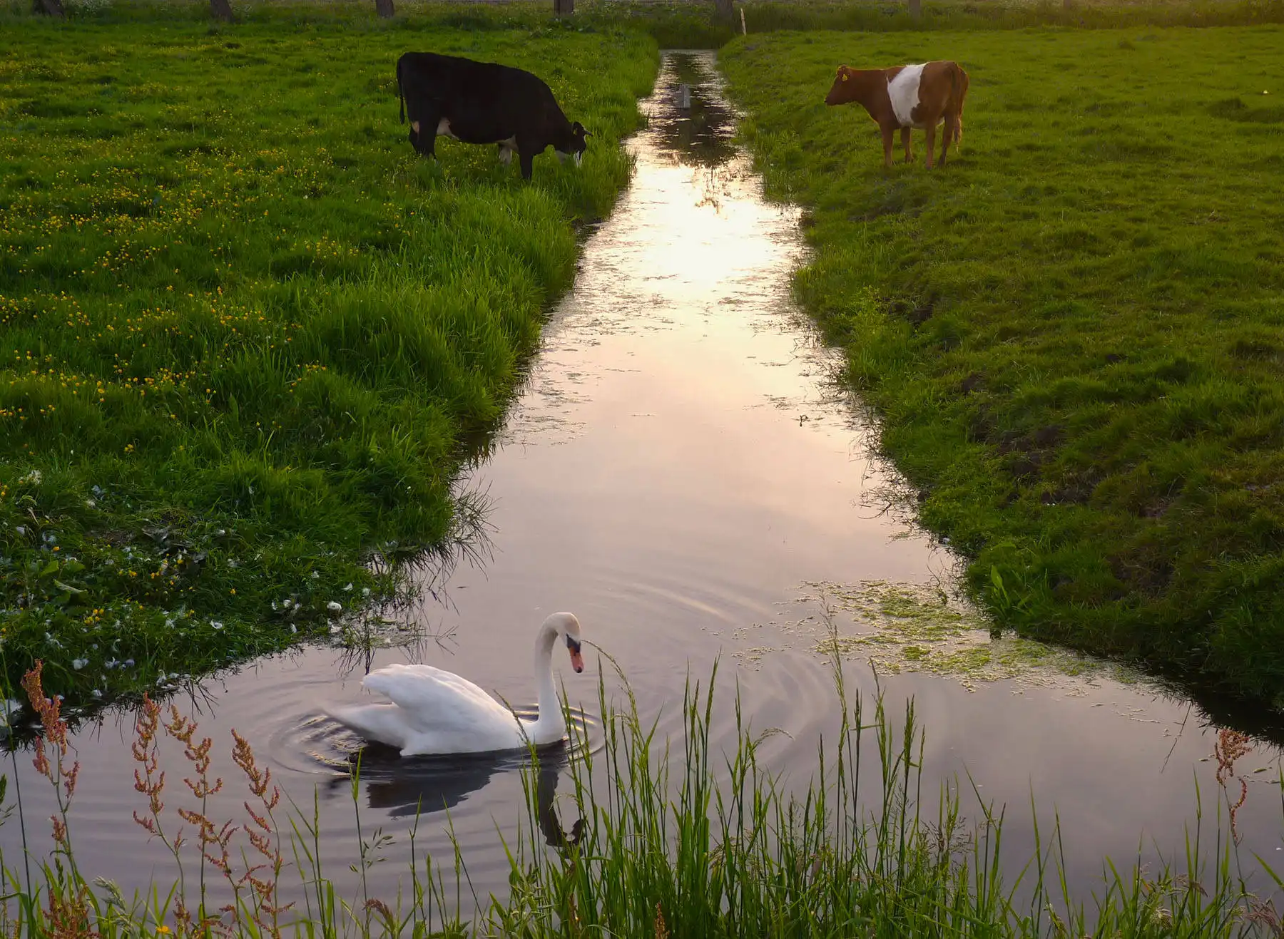 A photo of a swan floating on a canal with cows in the background drinking the water.