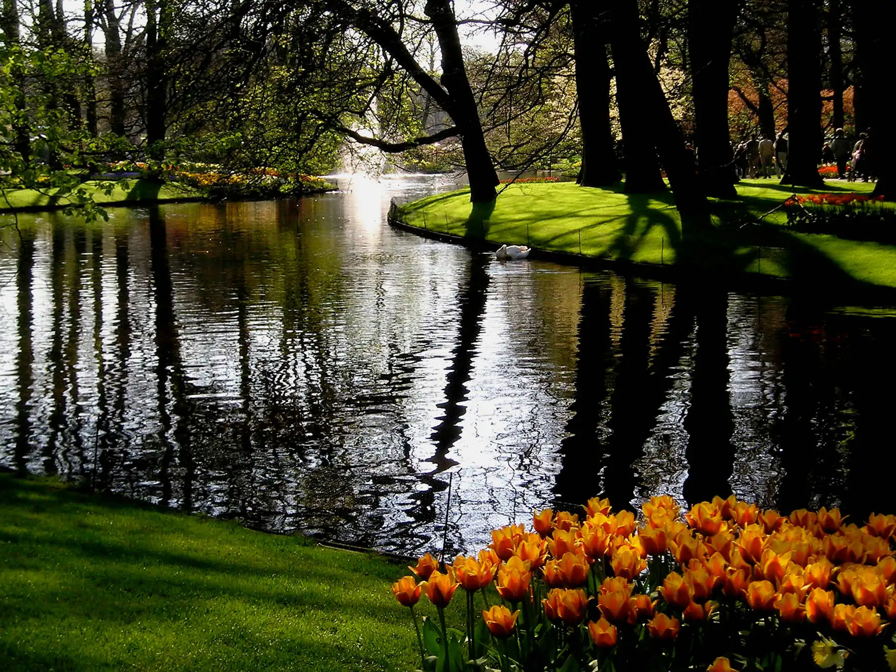 A photo of a swan floating on a public park pond with orange tulips in the foreground.